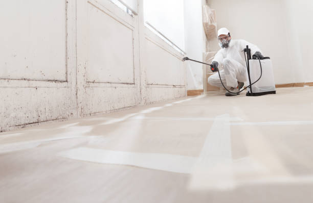 Black mold remediation team in Kingston