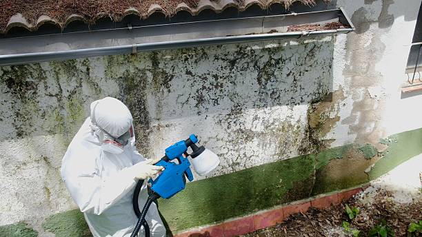 Mold Remediation service in Kingston, Kingston, NJ